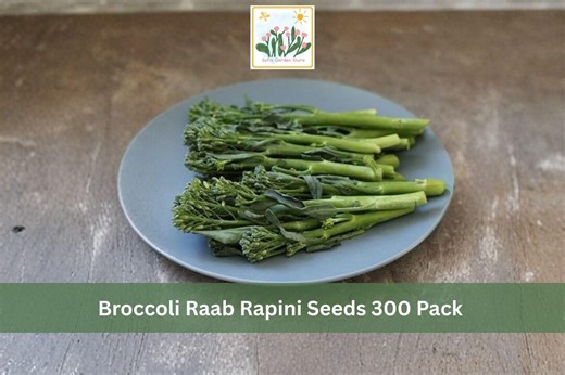 Broccoli Raab Rapini Seeds 300 Pack – Brassica Rapa Spring Rapini Vegetable - Etsy