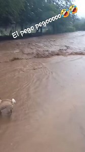 4.9K views · 60 reactions | El pegooo, el pegooooo!!!!!!!!! #perros #dog #pug #puglife #humor #reels #followforfollowback #Comparte #comparteysigueme | CulichiLandia | Facebook