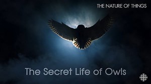 Catch a glimpse of the elusive great-horned owl. Preview: http://www.cbc.ca/natureofthings/episodes/the-secret-life-of-owls | CBC Docs
