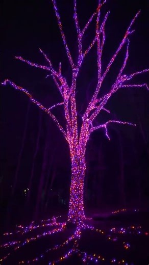 Longwood Gardens After Dark - 2025