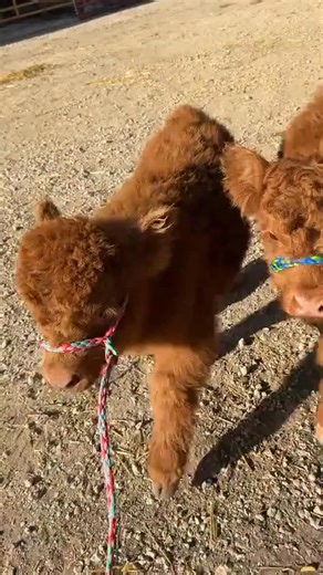 Little pastures mini farm on Instagram: "Meet our adorable mini moo crew 🐮✨ Tiny in size, big in personality — and ready to brighten your feed! Whether rescued, rehomed, or raised with love, our mini cows deserve all the cuddles and second chances. 🤎 Follow our journey for heart-melting moments, fun cow facts, and the cutest snuggly snouts you’ve ever seen! 🌾 #minicows #minicowsofinstagram #minicowlove #rescuedanimals #farmrescuelife #cowrescue #adoptdontshop #minifarm #minifarmlife #hobbyfar