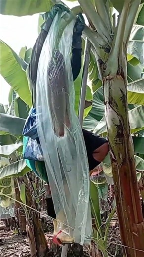 How to care for a banana plant when it's new.