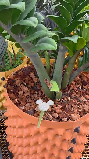 4.2K views · 121 reactions | 殺 Breeding Time‼️ Pollination‼️ New...