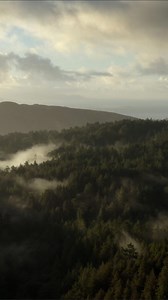 Explore Redwood's Sky-High Canopy with Stunning Drone Views.