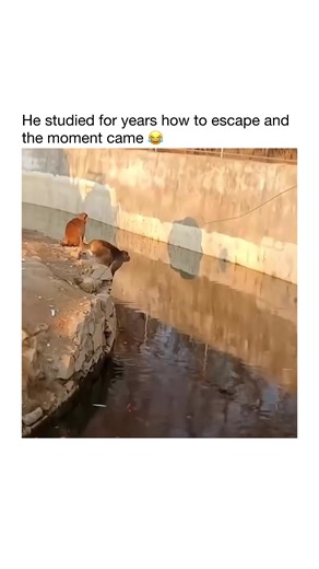 😂❤️ #animals | animals