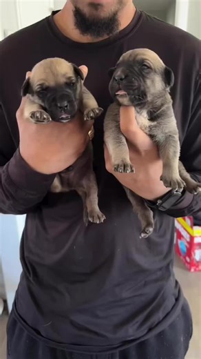 DIAMONDCUT MASTIFFS SOUTH AFRICAN BOERBOEL PUPPIES AND THE MOM (DIAMOND) AND DAD (BUSTER)… SOME OF THE BEST PEDIGREED AND BEST WORKING BOERBOELS YOU WILL SEE IN PERSON RIGHT HERE…..MALE AND FEMALE BORN JANUARY 1st….DM SERIOUS INQUIRIES ONLY….#fyp #dogsofinstagram #puppies #explorepage✨ #viral