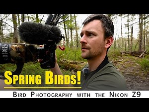 Bird Photography: Photographing Warblers and other Spring birds with the Nikon Z9