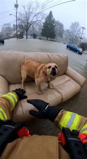 Firefighter Saves Dog on Floating Couch!