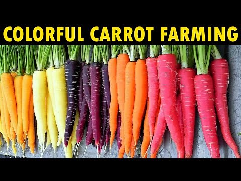 Growing different Color Carrots | Carrot Farming