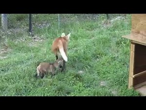 Watch Baby Maned Wolves Grow Up!