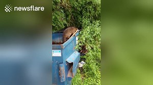 1M views · 11K reactions | Raccoon seems to nod in thanks to man who helped him escape dumpster Via Newsflare | WHAT WE SEEE | Facebook