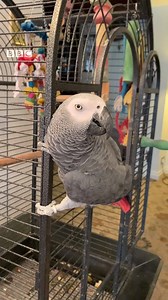 27K views · 208 reactions | Sir Lindsay Hoyle has been re-elected as Speaker of the House of Commons - but his pet parrot Boris might be giving him a run for his money...列 | BBC Lancashire | Facebook