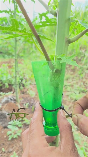 Trying to propagate papaya tree using the air layering method using cocopeat and plastic bottle