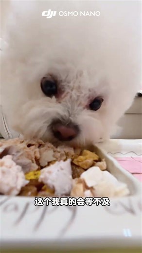 Dji nano Immersive Dog Eating Show#Dji nano#The dog eats#Thumb camera#Dog meals#Dog fo