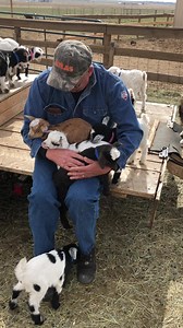 4.5K views · 305 reactions | They are the best pets ever. Contact me....love Fainting Goats鸞❤️ | Barnyard Buddies Fainting Goats | Facebook