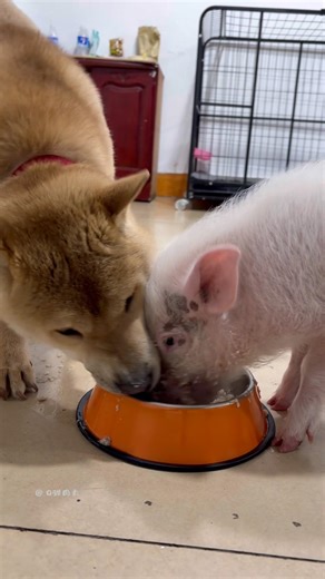 The little pigs and dogs eat very well.