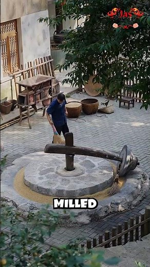 China’s Ancient Way of Growing Fragrant Rice!