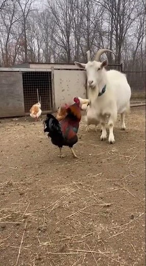 Rooster Attacks Giant Goat Mid-Chaos | Farm Showdown Caught on Phone 🐓🐐