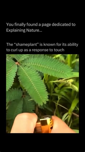 Explaining Nature | The shameplant, also known as the sensitive plant or Mimosa pudica, is a fascinating tropical plant famous for its ability to move when... | Instagram