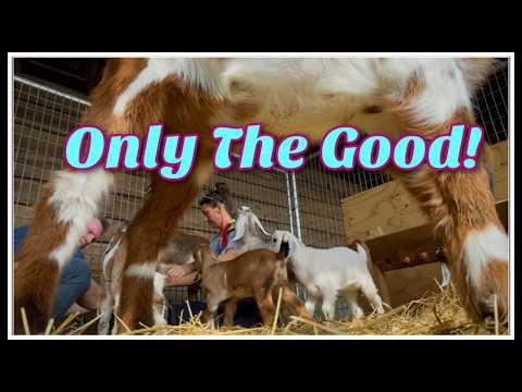 🩷 Only Make Time for GOOD~Homestead Chat