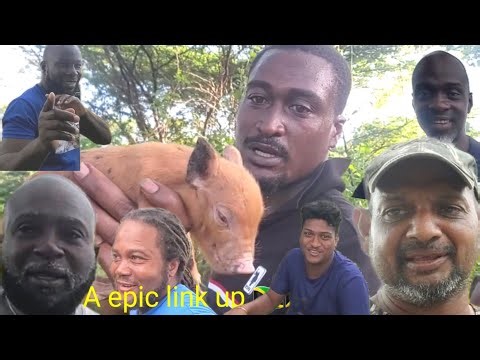 wild hog hunting catch clean and cook while linking up with shortman on yellow