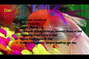 KNOW YOUR ORANDA FISH I The Fish Life