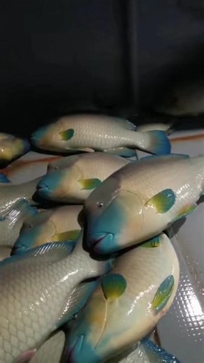 A massive fish is hauled onto the pier at night and puts on a wild, thrashing show on the deck.