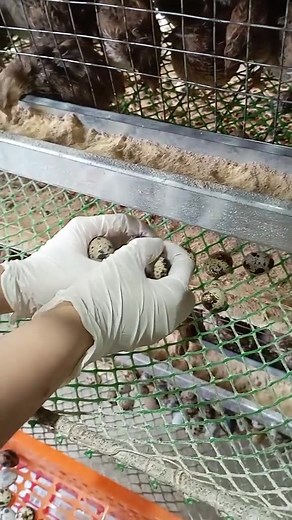 Planet Quail on TikTok