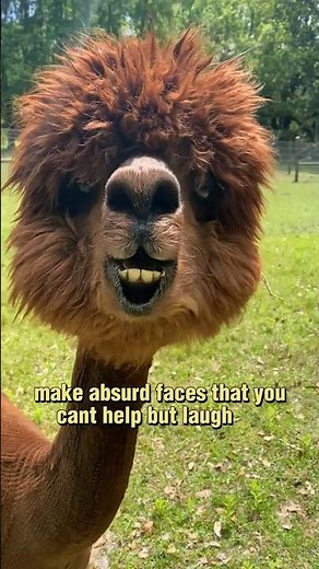 Top 9 Funniest Alpaca Faces 😁😁