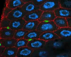 Intestinal stem cells respond to food by supersizing the gut - Berkeley News
