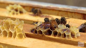 5.3K views · 310 reactions | Zoo Atlanta is proud to care for...