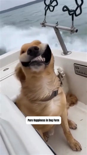 Pure Happiness in Dog Form #pets #dogs #funny