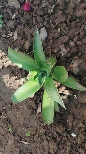 lamon tree planting #motivation farming #inspiration