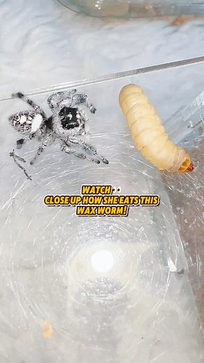 72K views · 934 reactions | Did you know!? Jumping Spiders inject venom and digestive enzymes into their prey! This venom doesn’t just immobilise the prey, it starts breaking the inside down into a liquid They suck their food, not chew it. Jumping spiders drink the liquefied insides through a small opening between their fangs, like a tiny built-in straw! I usually feed them flies but they weren’t hatching so I offered a wax worm! #jumpingspider | Jumping spider & Moth life | Facebook