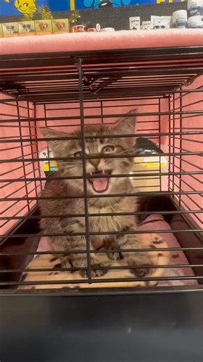 lol!! Meet Alvin! So chatty 😂😂😂 | Kym Low