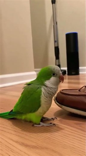 “Alexa, Kill the Monster!” — Parrot vs Vacuum
