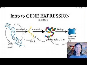 Lecture 5a - Introduction to Gene Expression
