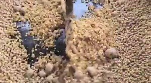 28K views · 437 reactions | Je vous explique comment on fait l huile de noix ???? | Chef Damien | Facebook