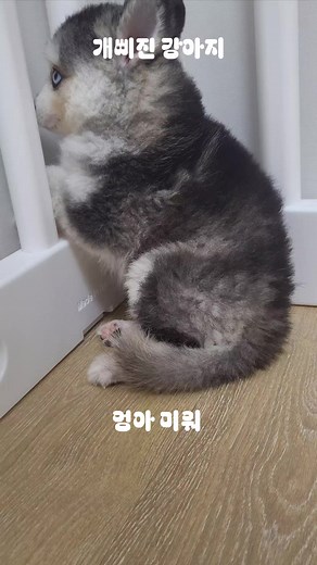 혼나서 삐진 강아지 #미워 #개삐짐 #삐졌개 #폼스키