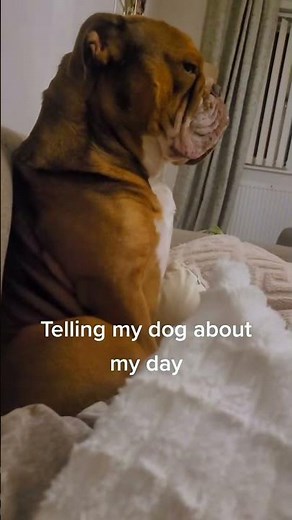Dogs WhoLove to Play With Their Humans – Hilarious Moments! 🧸🐕 #DogPlaytime #FunnyPets #DogHumanBond