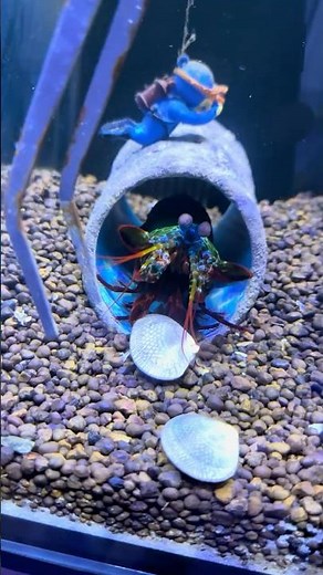 What Happens When a Mantis Shrimp Gets a Shell?
