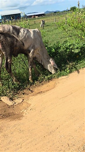 ox #cow #adorably #animalfarming #animals #adoreble #cattlefarming #farming #bull #cattlefarm