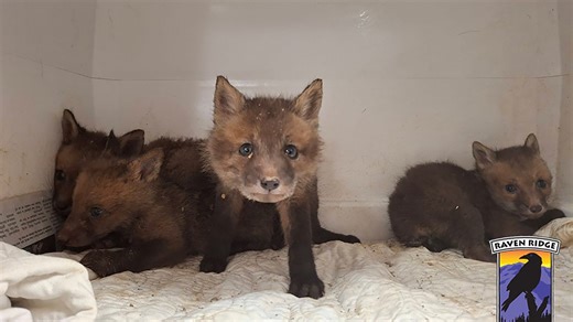 Firefighters rescue baby foxes from drain pipe in Windsor Township