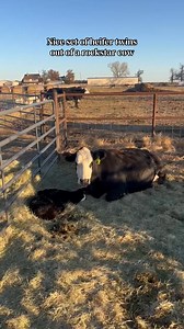 Let’s talk twins! Twin births in beef cattle are not common but not rare— about 2% of pregnancies (K–State, 2023). Most producers find twins undesirable— twins increase the likelihood of difficult calving (dystocia) and many cows may be unwilling or unable to care for both calves well. We end up with several sets of twins each year and have been very thankful for the mothering ability of the cows. With a little extra nutrition these girls take care of both babies and are absolute rockstars. We h