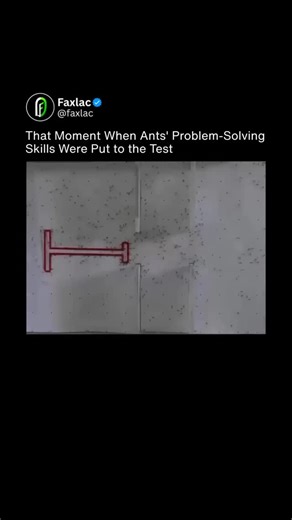 Faxlac on Instagram: "Researchers at the University of Sheffield conducted a compelling experiment demonstrating the power of collective intelligence in ant colonies. Hundreds of ants were introduced to a complex maze featuring barriers, obstacles, and a distinctive red structure, with the objective of locating a food source. Initially, the ants explored randomly in various directions. However, as individuals discovered viable paths, they deposited pheromones to mark successful routes. This chem