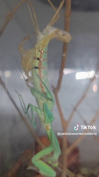 Caught Hannibal (Praying Mantis) half way through his shed (molt) Happy new exoskeleton ☠️🎉 #Prayingmantis #Insect #bug #Buglife #Pet
