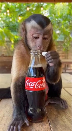 🐒💥 Monkey Tries Coke & Mentos Experiment! His Reaction Is Hilarious 🤣🔥