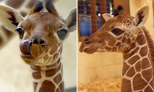 New baby giraffe named Wilfred is "vital" for conservation