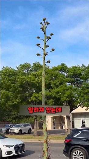 A plant that must die after flowering