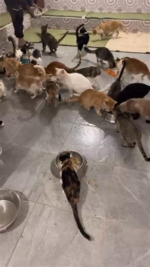 Disabled Animal Rescue and Sanctuary (DARS) on Instagram: "Dinner time for the cats. They are very grateful for full bellies. Please consider becoming a monthly donor to help sustain their care. $1, $5, any amount makes a difference! Thanks so much! #animalsofinstagram #rescueanimals #adoptdontshop #animaltransformations #darsmorocco #animalsmatter #pets #animalsofmorocco #donate #catsofinstagram #volunteer #cat #cats #disabledanimals #kittens #kittensofinstagram #vets #blindcats"